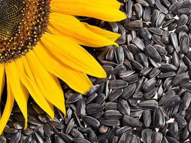 Ukrainian sunflower has risen in price in a week