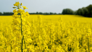 Exports of Ukrainian rapeseeds are the lowest  in last 10 years