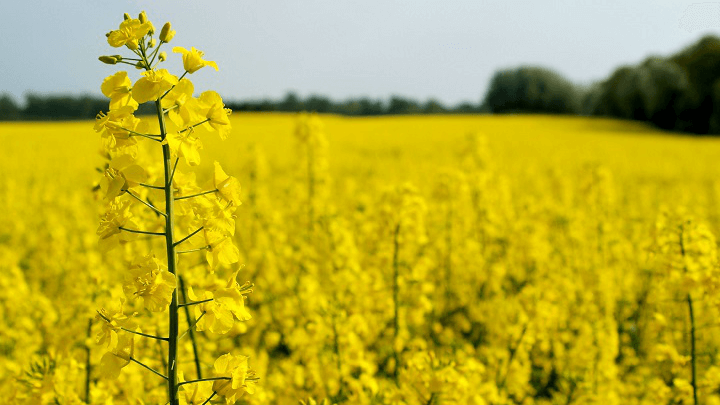 Экспорт украинского рапса сократился до десятилетнего минимума