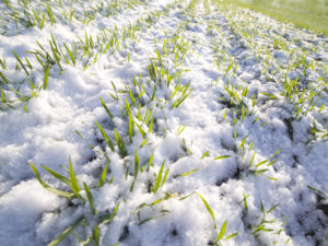 Winter crops grown on the 95% areas in Ukraine