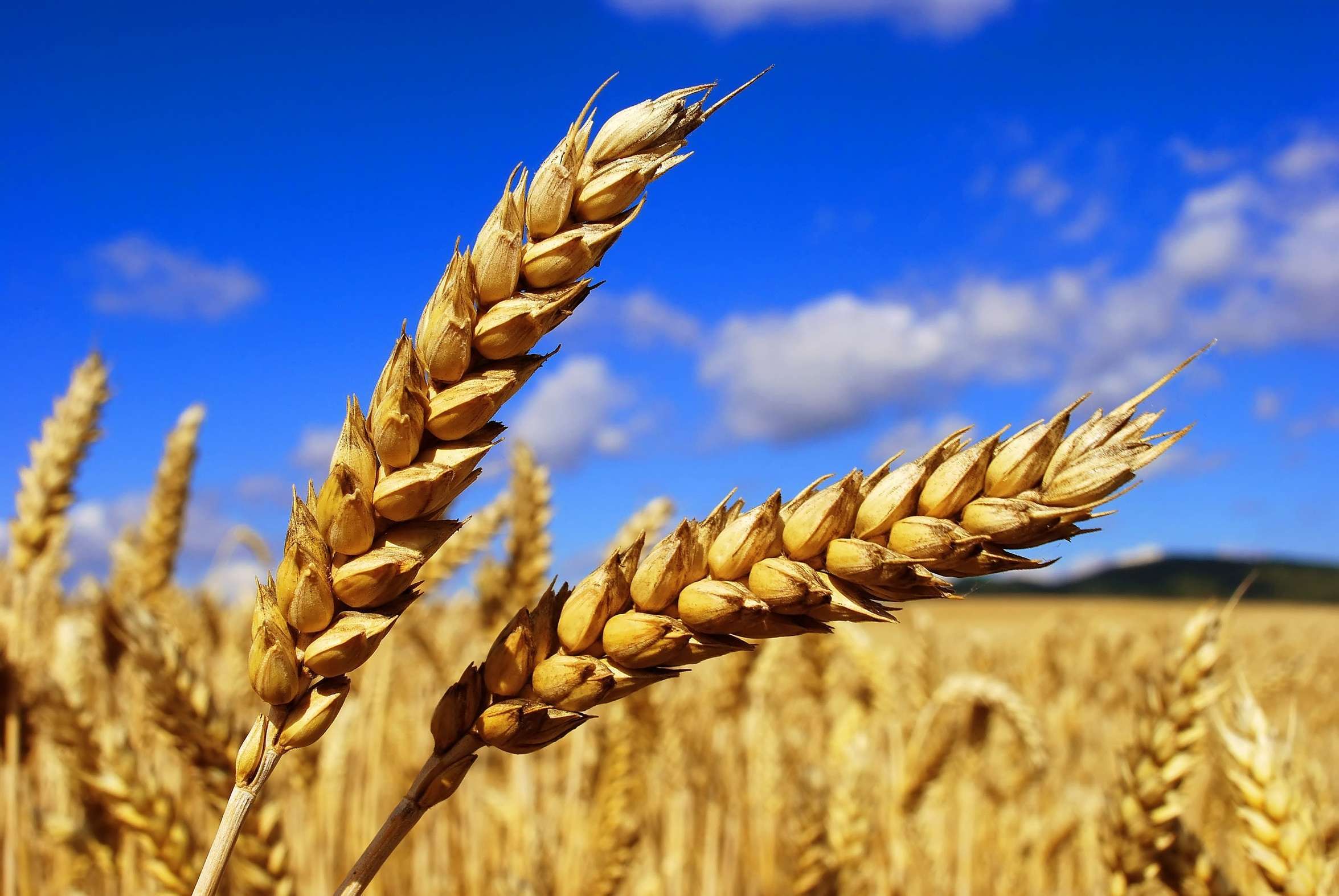 The export data of agricultural products in Ukraine for 2016