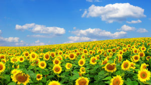 How the sunflower oil have appeared: history of production