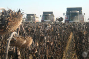 How to harvest sunflower seed for large-scale production