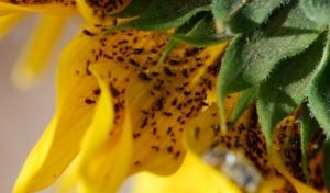 PESTS THAT AFFECT SUNFLOWER HARVEST