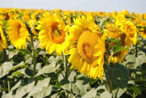 SPECIES OF SUNFLOWERS: OILSEEDS AND HYBRIDS