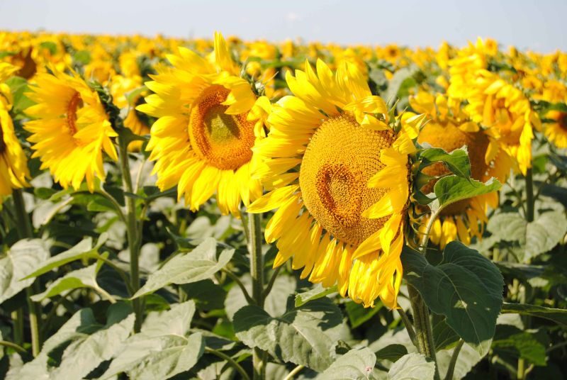 SPECIES OF SUNFLOWERS: OILSEEDS AND HYBRIDS