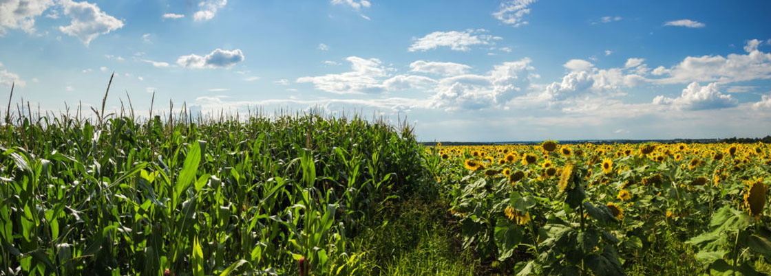 Export of corn and sunflower seeds increased