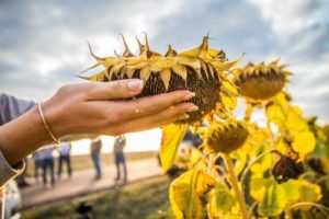 Agrarians are pleased with good harvests of domestic corn and sunflower