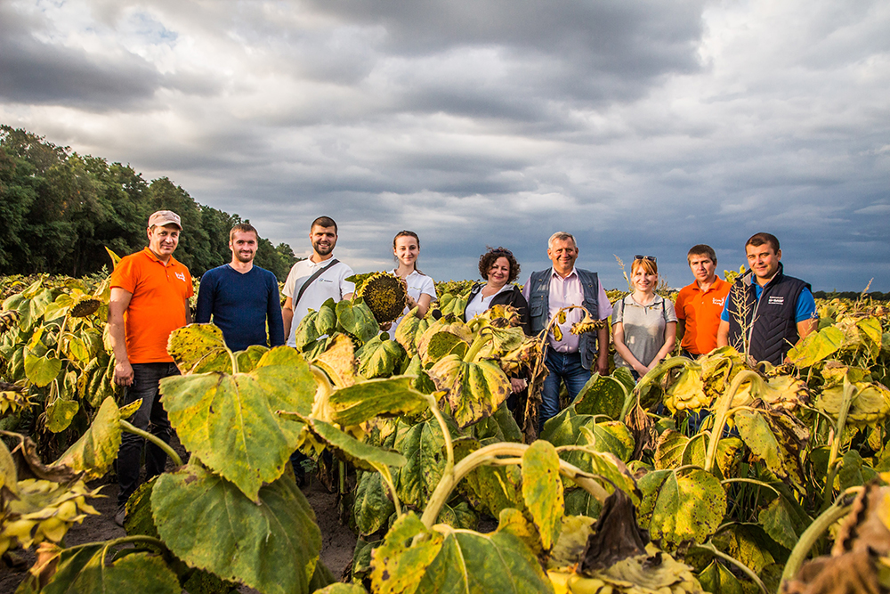 Agrarians are pleased with good harvests of domestic corn and sunflower