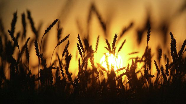 2018 год сулит быть рекордным по урожаю зерновых