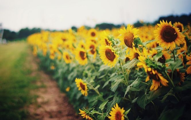 11,9 million tons of sunflower are processed in Ukraine during 11 months of 2017