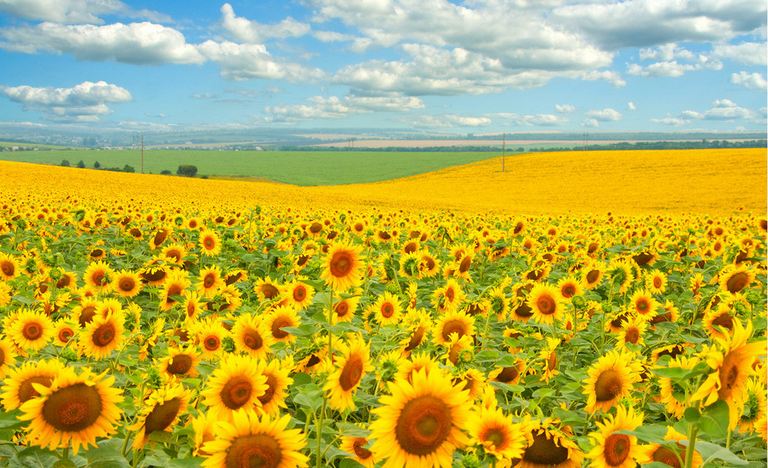 Production of the Ukrainian sunflower grows: it is +15% in this season