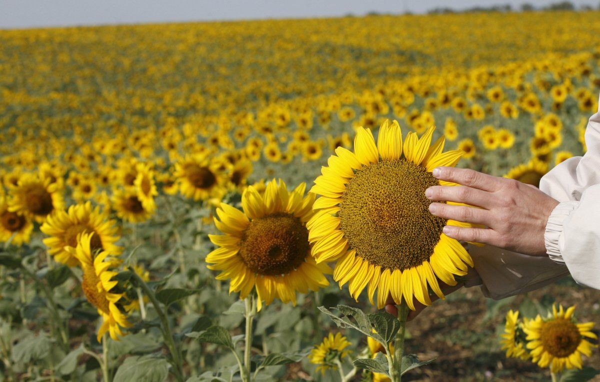 Ukraine is one of the leaders in the production of sunflower oil