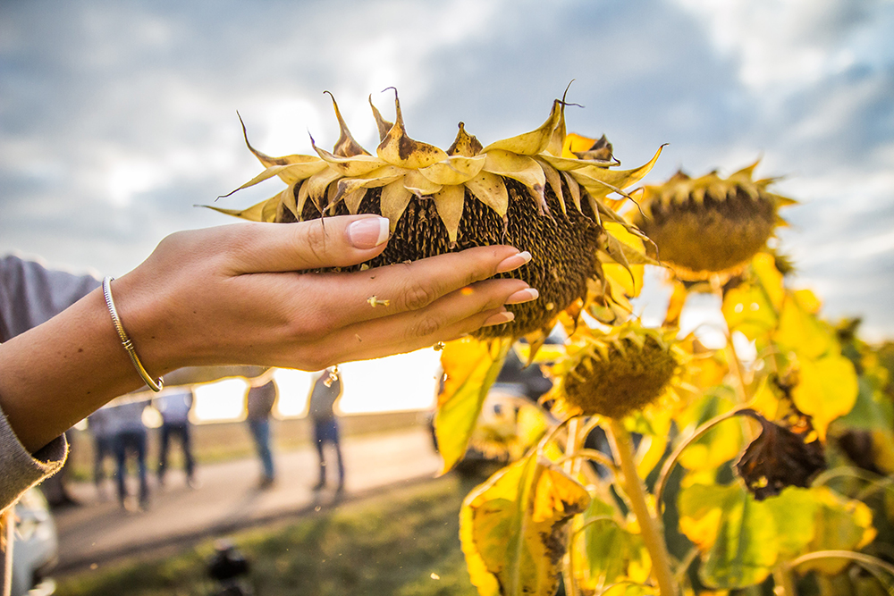 The processing of sunflower demonstratеs the record showings