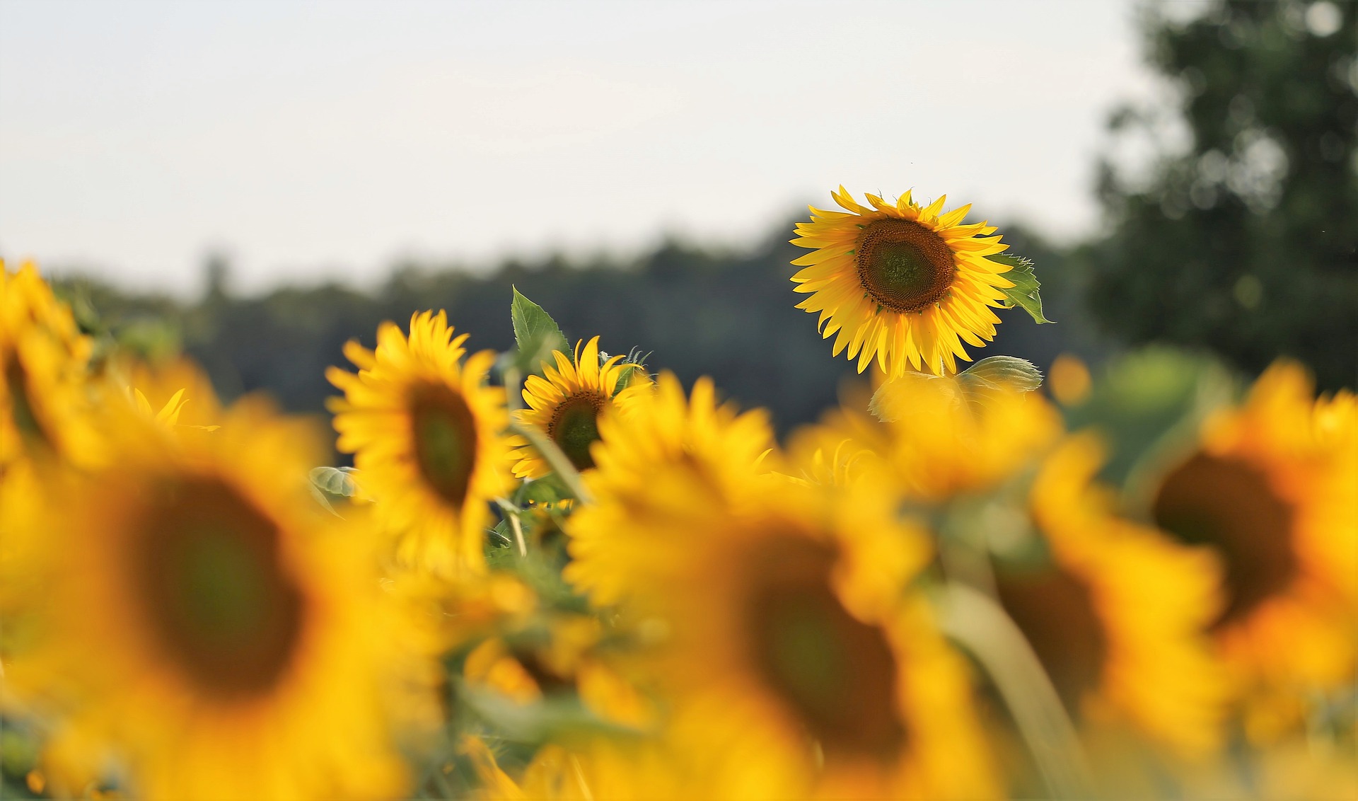 Ukraine increased the production of sunflower oil by 15%