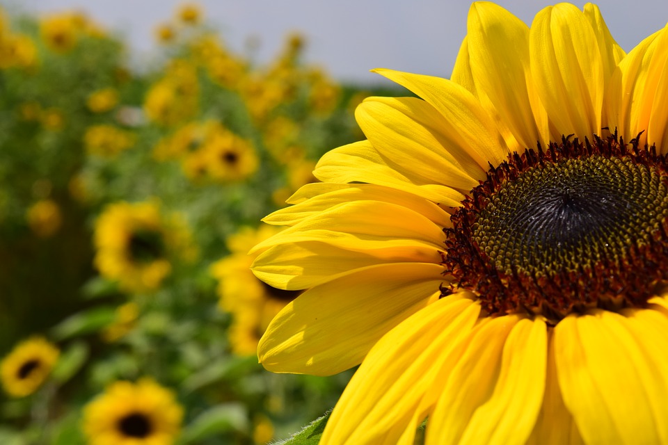 Ukraine topped the list of sunflower producing countries for 2019