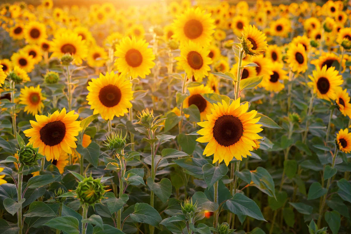 How much profit does Ukraine receive from the supply of sunflower oil?