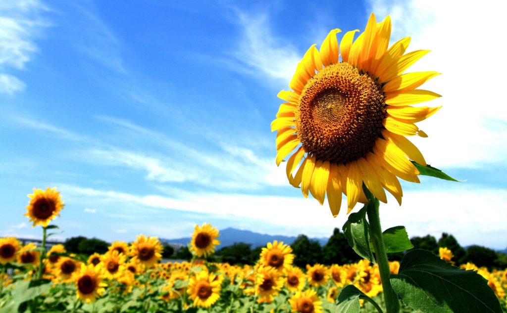 In the 2020-2021 MY, the growth of world sunflower production is expected