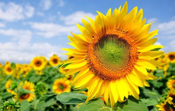 A record sunflower harvest is expected in Ukraine in 2020