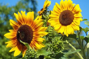 Ukraine exported a record amount of sunflower oil by tankers