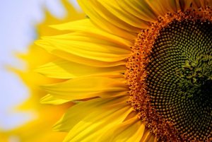 Experts predict an increase in sunflower harvest in Ukraine