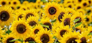 Sunflower exports are up compared to last year